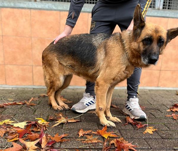 GIANNA PASTORE TEDESCO Foto 7